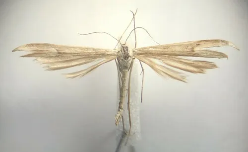 Bruce's Plume Moth - Hodges#6184