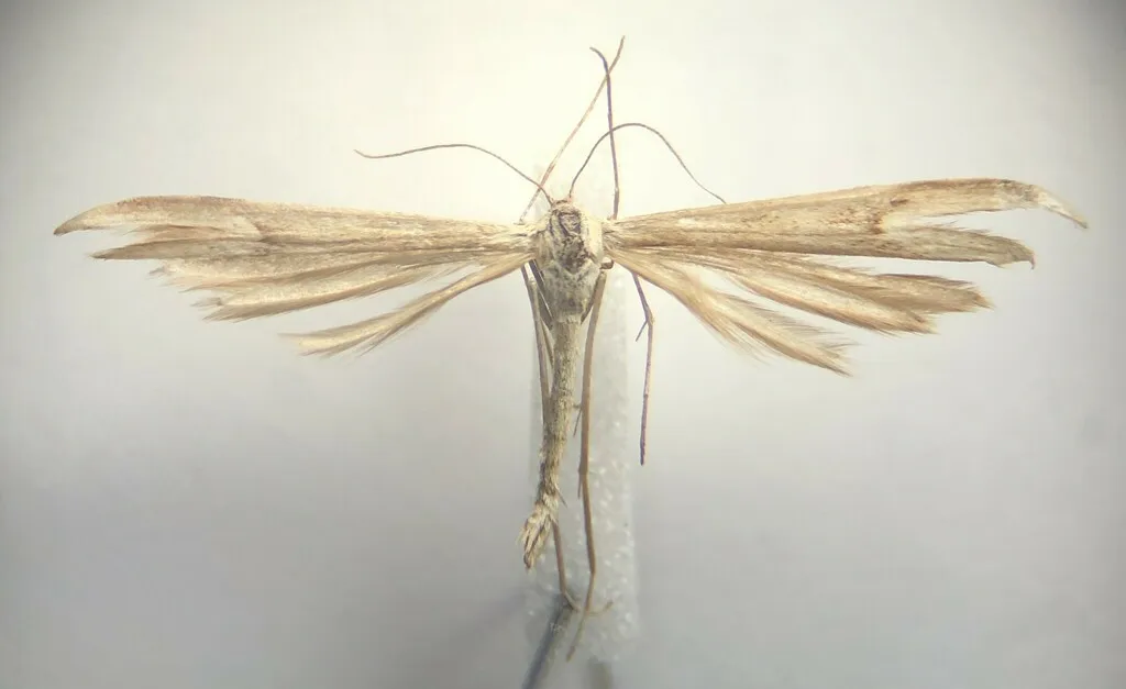 Bruce's Plume Moth - Hodges#6184 - photo 2