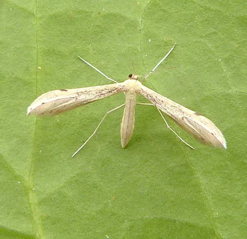 Citron Plume