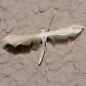 Caudell's Plume Moth - Hodges#6228