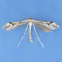 Hellinsia citrites - Hodges#6183 - photo 2
