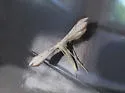 Elliot's Plume Moth - Hodges#6204