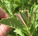 Elliot's Plume Moth - Hodges#6204 - photo 2