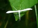 Elliot's Plume Moth - Hodges#6204 - photo 3