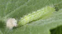 Elliot's Plume Moth - Hodges#6204 - photo 5