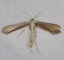 Deceptive Plume Moth - Hodges#6220