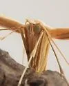 Glenn's Plume Moth - Hodges#6214 - photo 2