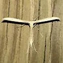 Glenn's Plume Moth - Hodges#6214 - photo 3