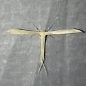 Glenn's Plume Moth - Hodges#6214 - photo 4