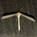 Glenn's Plume Moth - Hodges#6214 - photo 5