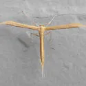 Coyote Brush Borer - Hodges#6211