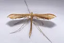 Coyote Brush Borer - Hodges#6211 - photo 2