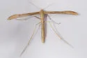 Coyote Brush Borer - Hodges#6211 - photo 3