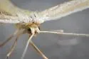 Coyote Brush Borer - Hodges#6211 - photo 4