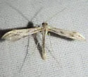 Hogue's Plume Moth - Hodges#6178.1