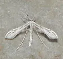 Hogue's Plume Moth - Hodges#6178.1 - photo 2