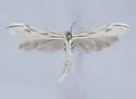 Hogue's Plume Moth - Hodges#6178.1 - photo 3
