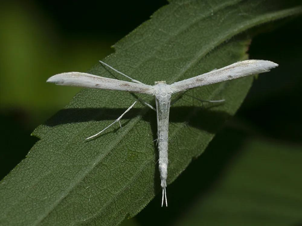 Plain Plume Moth - photo 2