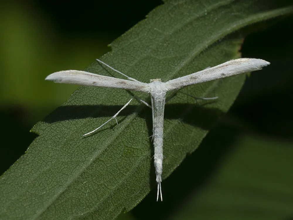 Plain Plume Moth - photo 3