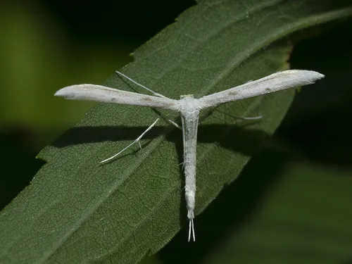 Plain Plume Moth - photo 4