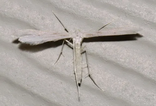 Plain Plume Moth - photo 5