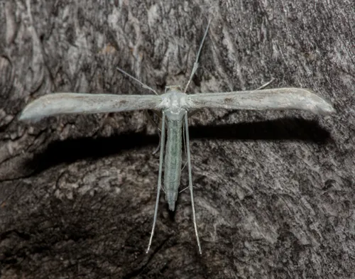 Plain Plume Moth - photo 6
