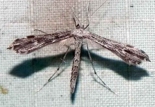 Black-marked Plume Moth - photo 4