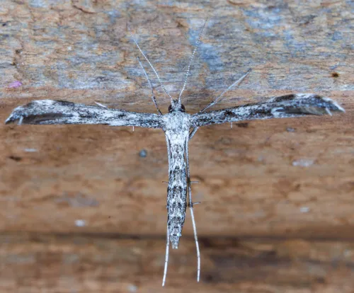 Black-marked Plume Moth - photo 5