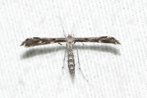 Black-marked Plume Moth - photo 6