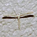 Goldenrod Plume Moth - Hodges#6212