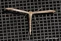 Goldenrod Plume Moth - Hodges#6212 - photo 3