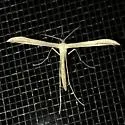 Goldenrod Plume Moth - Hodges#6212 - photo 4