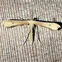 Goldenrod Plume Moth - Hodges#6212 - photo 5