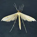 Milky Plume Moth - Hodges#6213