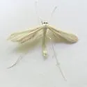 Milky Plume Moth - Hodges#6213 - photo 2