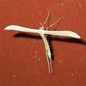 Milky Plume Moth - Hodges#6213 - photo 3