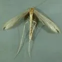 Milky Plume Moth - Hodges#6213 - photo 4
