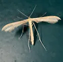 Milky Plume Moth - Hodges#6213 - photo 5