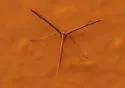 Snout Plume Moth - Hodges#6233