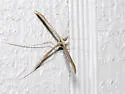 Snout Plume Moth - Hodges#6233 - photo 2