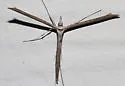 Snout Plume Moth - Hodges#6233 - photo 3