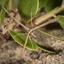 Snout Plume Moth - Hodges#6233 - photo 4
