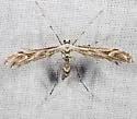 Brickellbush Plume Moth - Hodges#6178 - photo 2