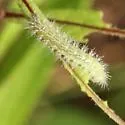 Ironweed Plume Moth - Hodges#6207