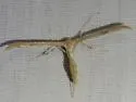 Ironweed Plume Moth - Hodges#6207 - photo 2
