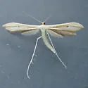 Ironweed Plume Moth - Hodges#6207 - photo 3