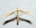 Ironweed Plume Moth - Hodges#6207 - photo 4