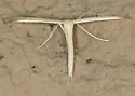 Ironweed Plume Moth - Hodges#6207 - photo 5