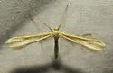 Sulphur Plume Moth - Hodges#6216 - photo 2