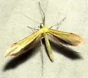 Sulphur Plume Moth - Hodges#6216 - photo 3